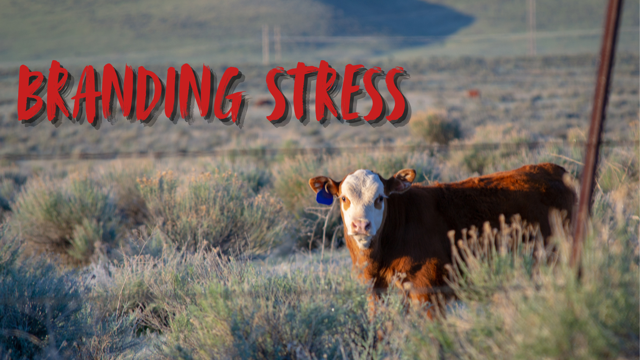 Branding Stress in Calves: Why It Matters More Than You Think