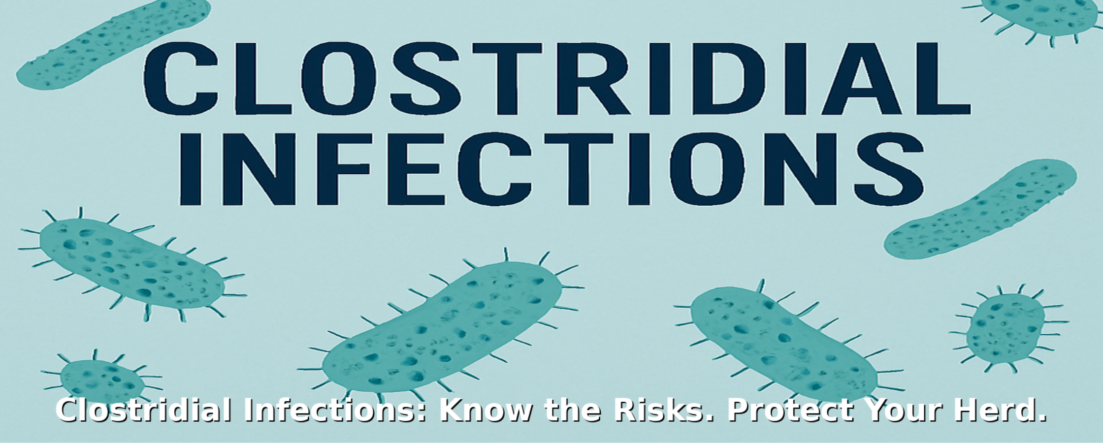Clostridial Infections in Cattle: What Producers Need to Know Right Now