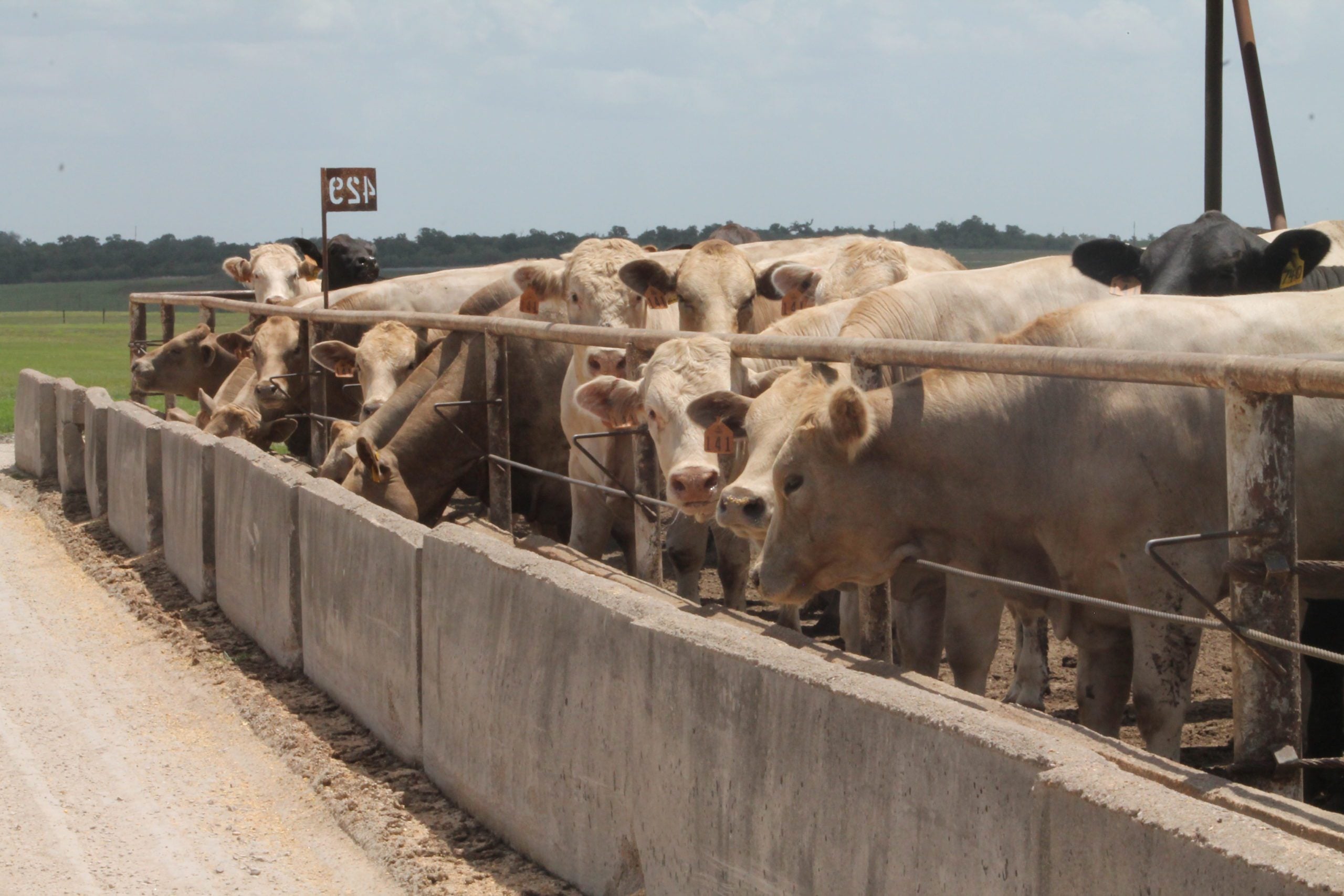 Cattle