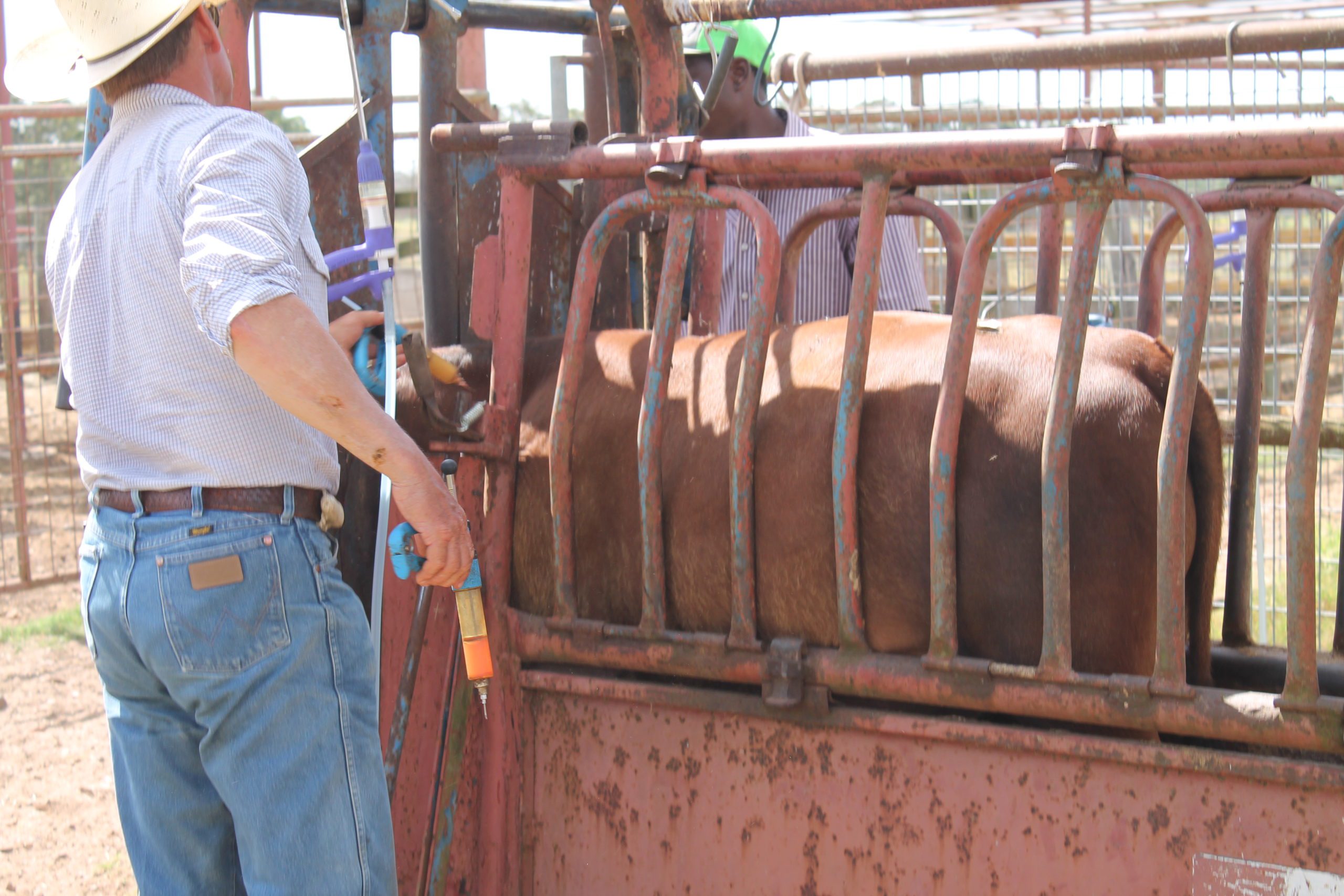 From Cough to Crisis: Understanding and Preventing IBR in Cattle
