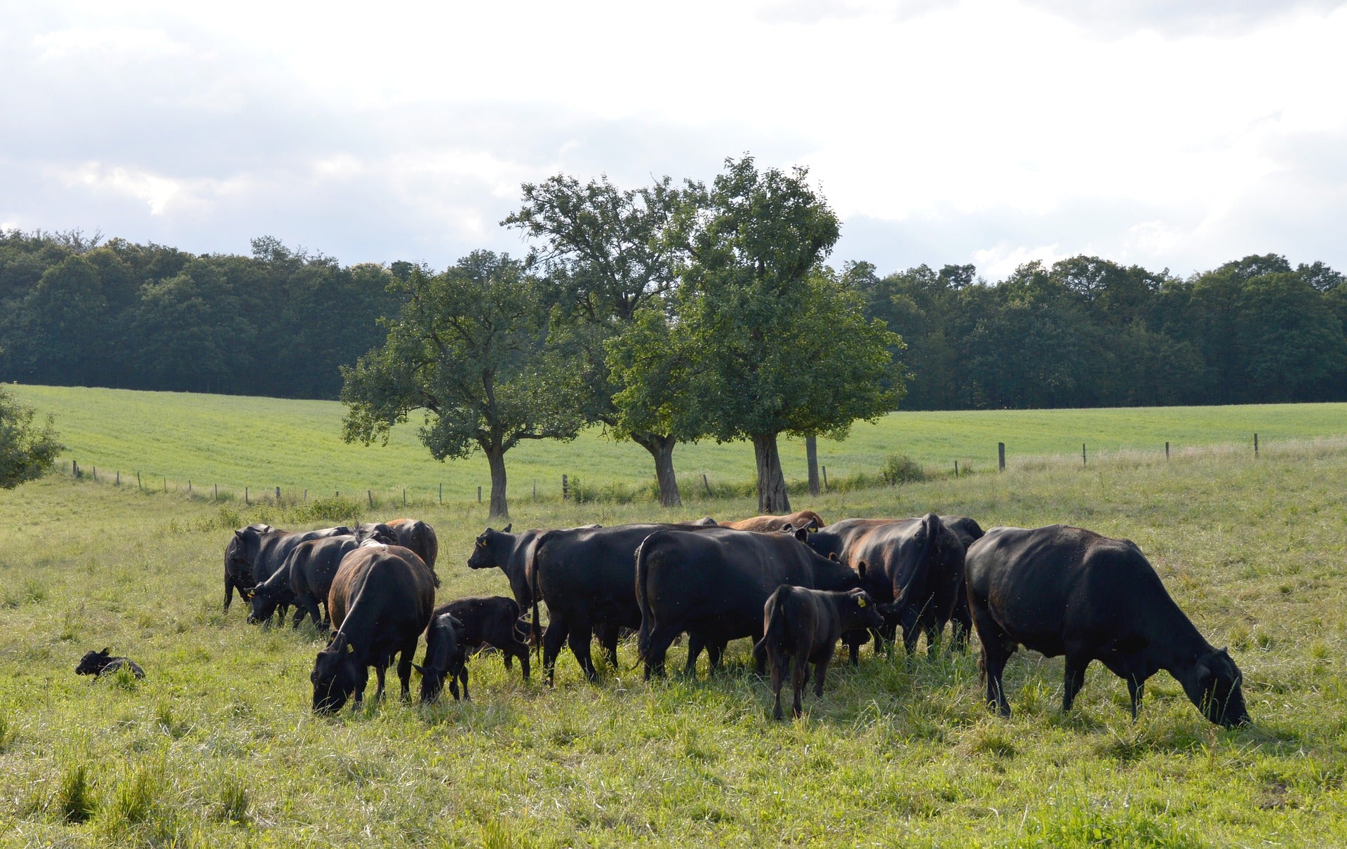 Angus Herd