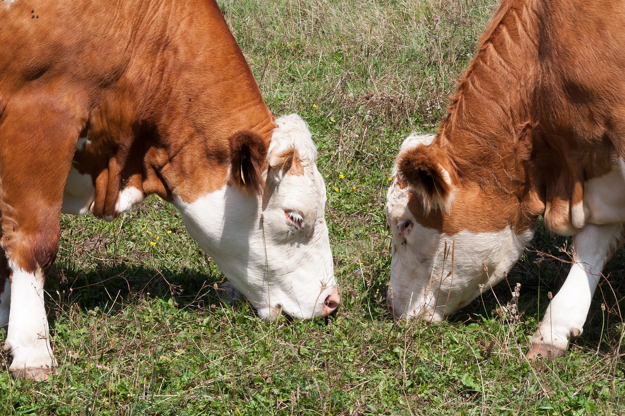Beef
