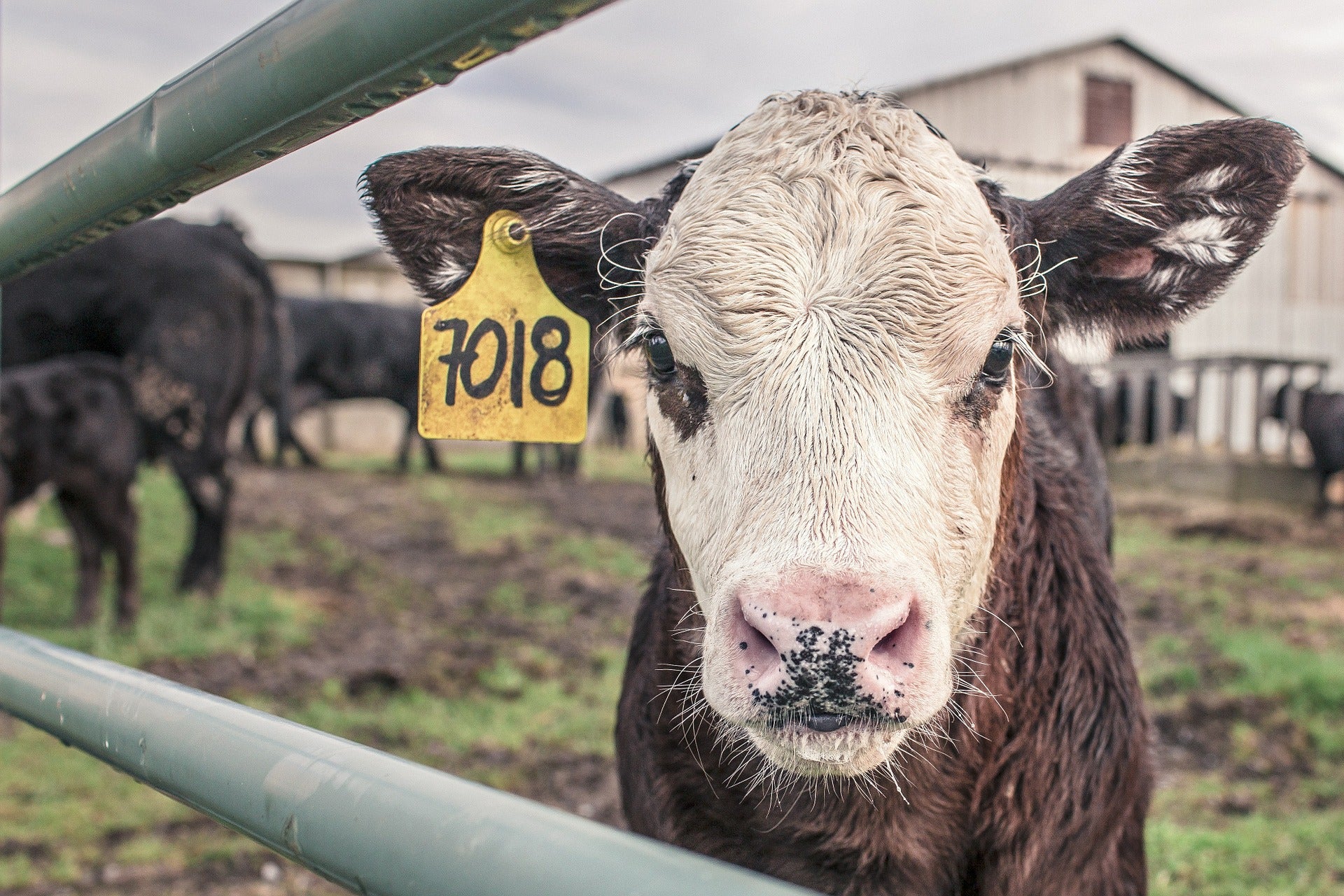 Calf
