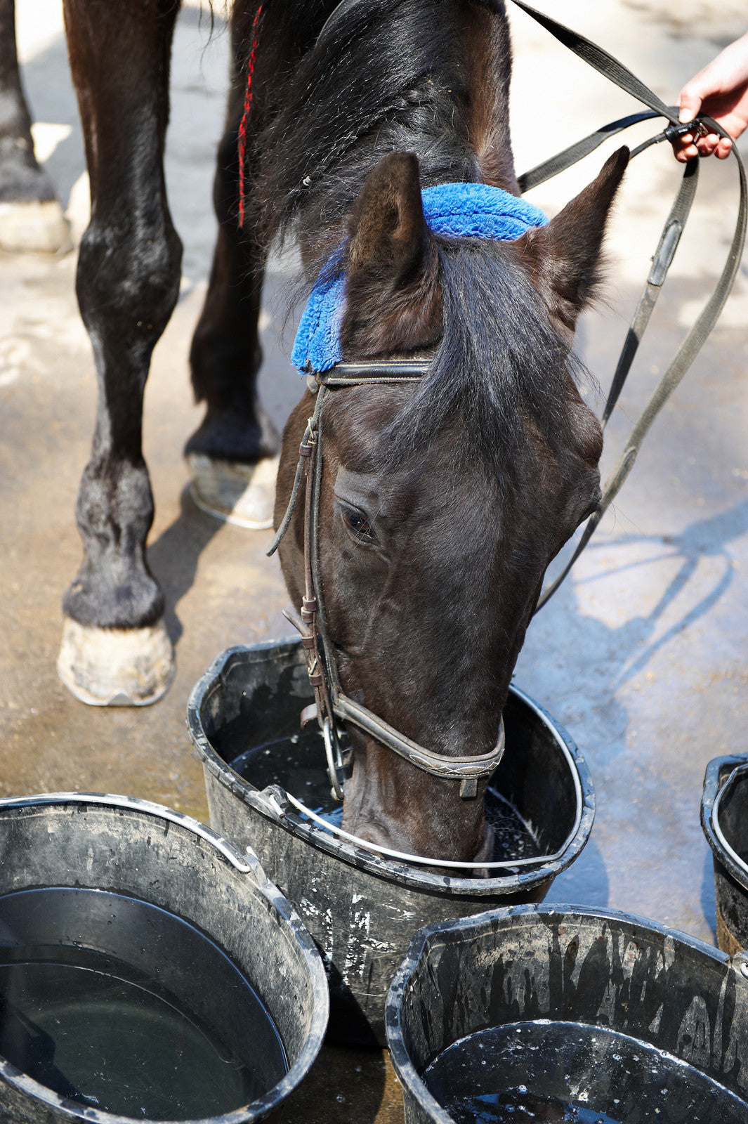 Horse Drinking