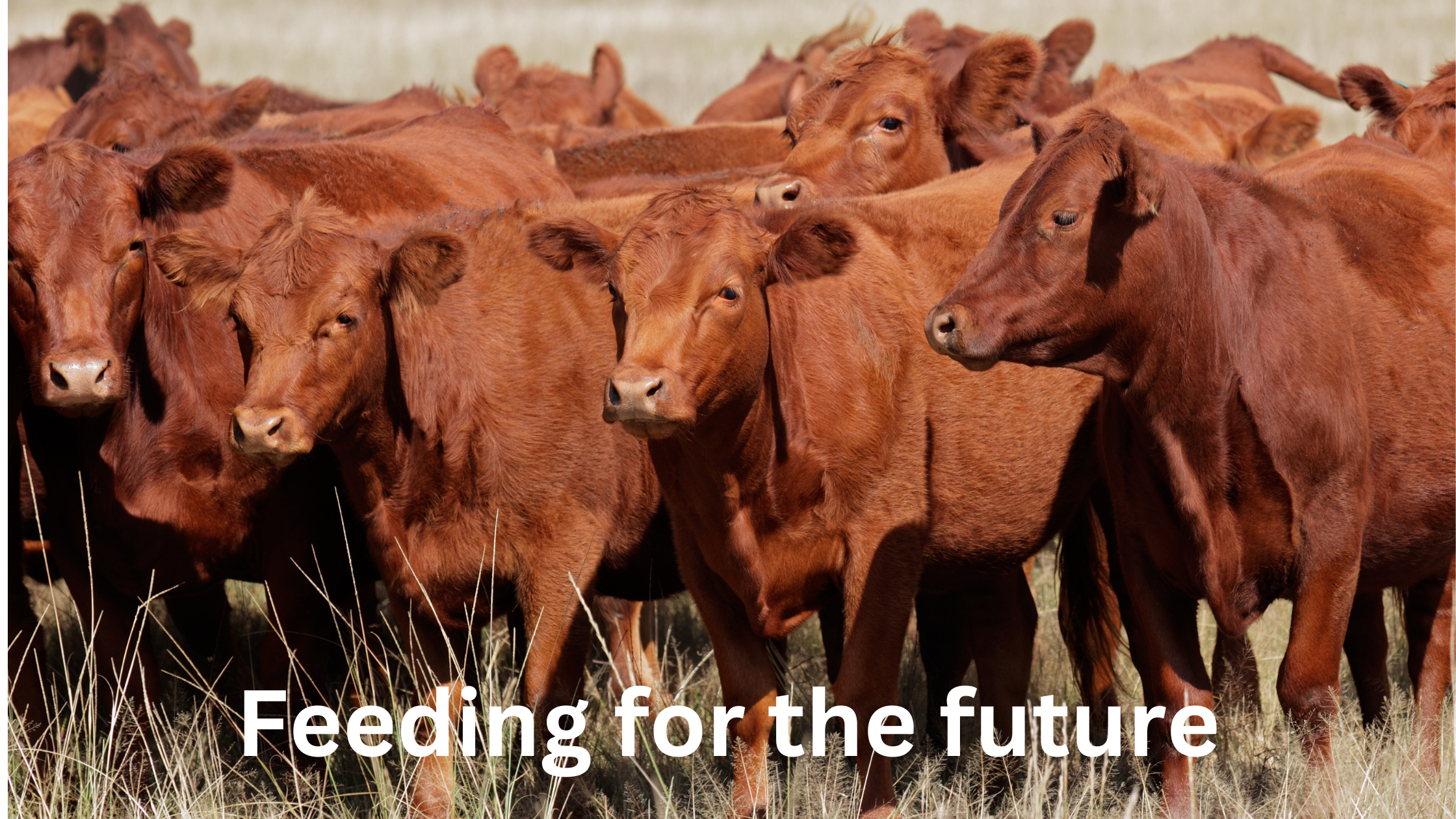 First-Calf Heifer Nutrition: Feeding for a Strong Start