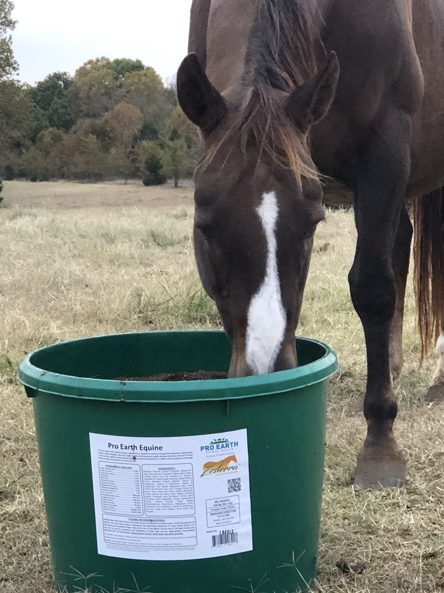 Horse Consuming Tub