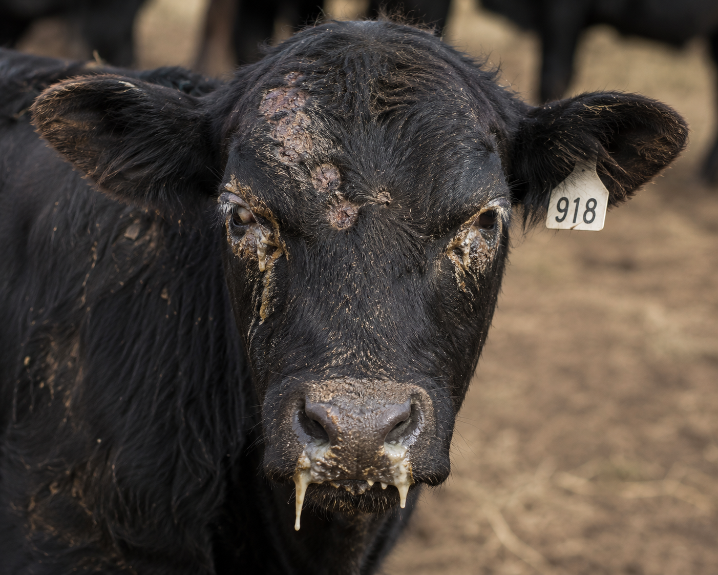 Understanding Infectious Bovine Rhinotracheitis (IBR): A High-Stakes Threat to Herd Health
