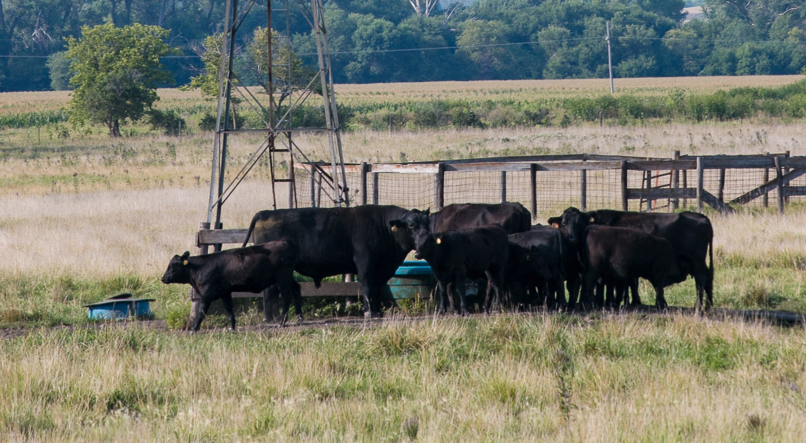 Summer Heat Stress in Cattle: Protecting Performance When Temperatures Rise