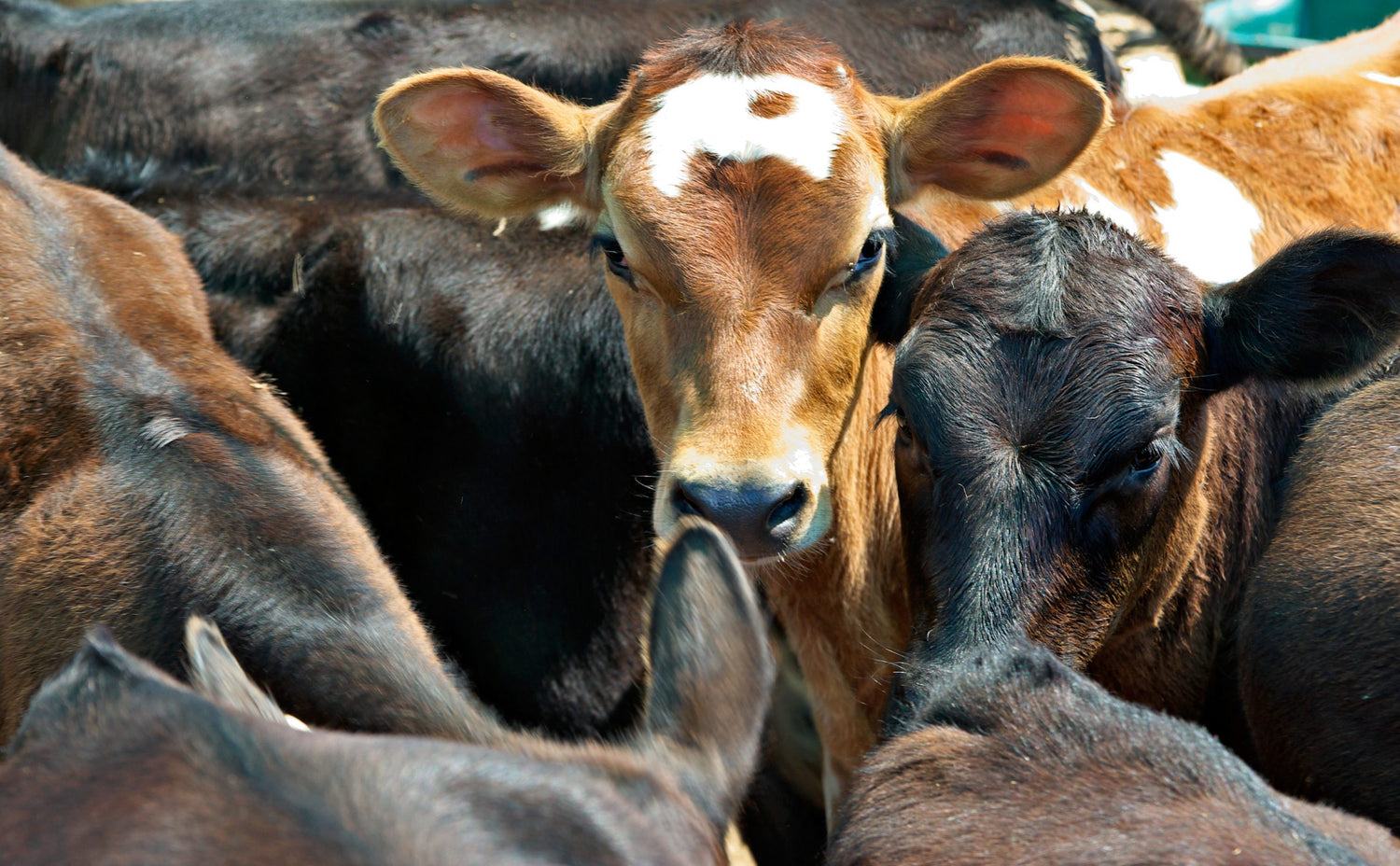 Cattle