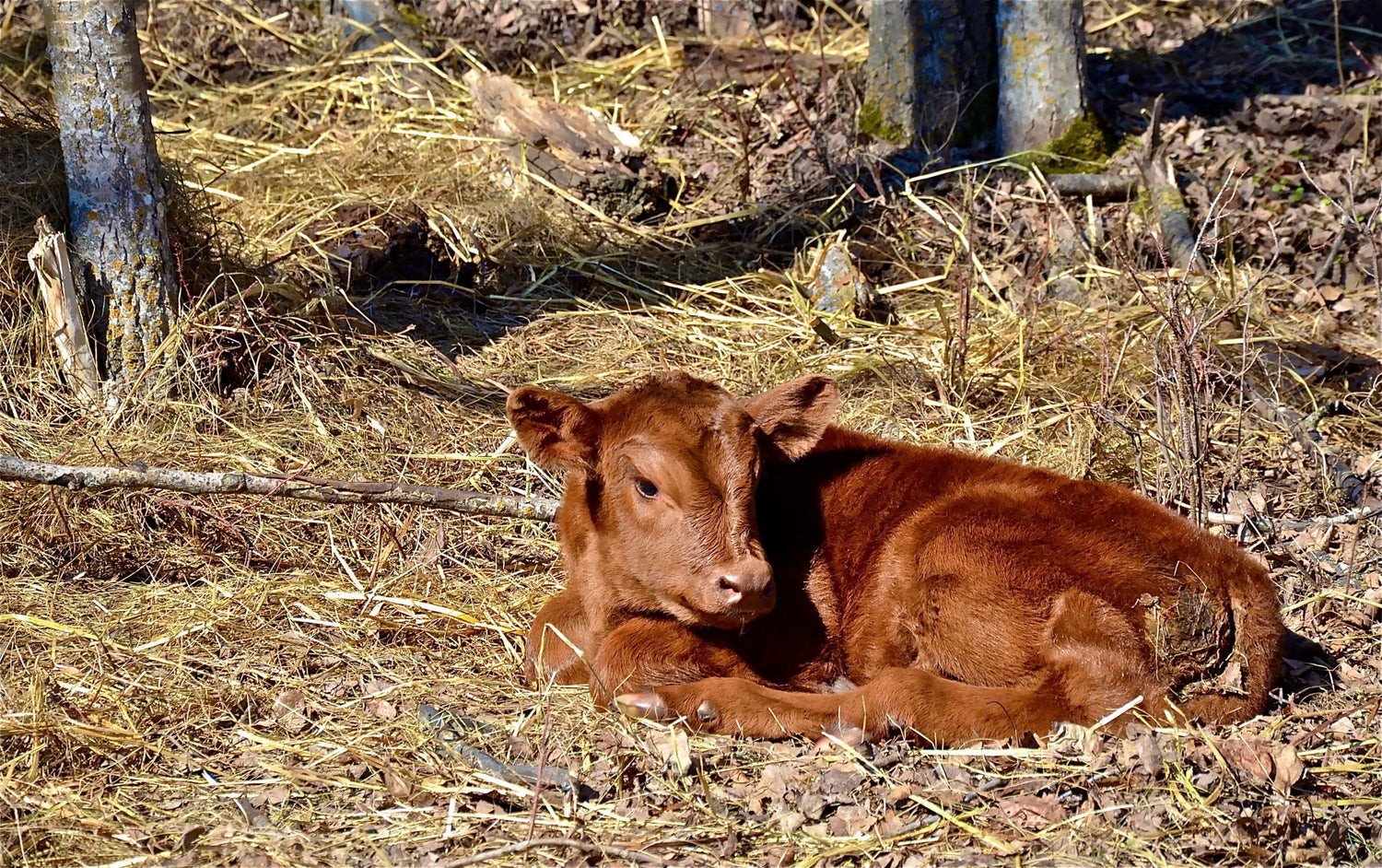Cattle