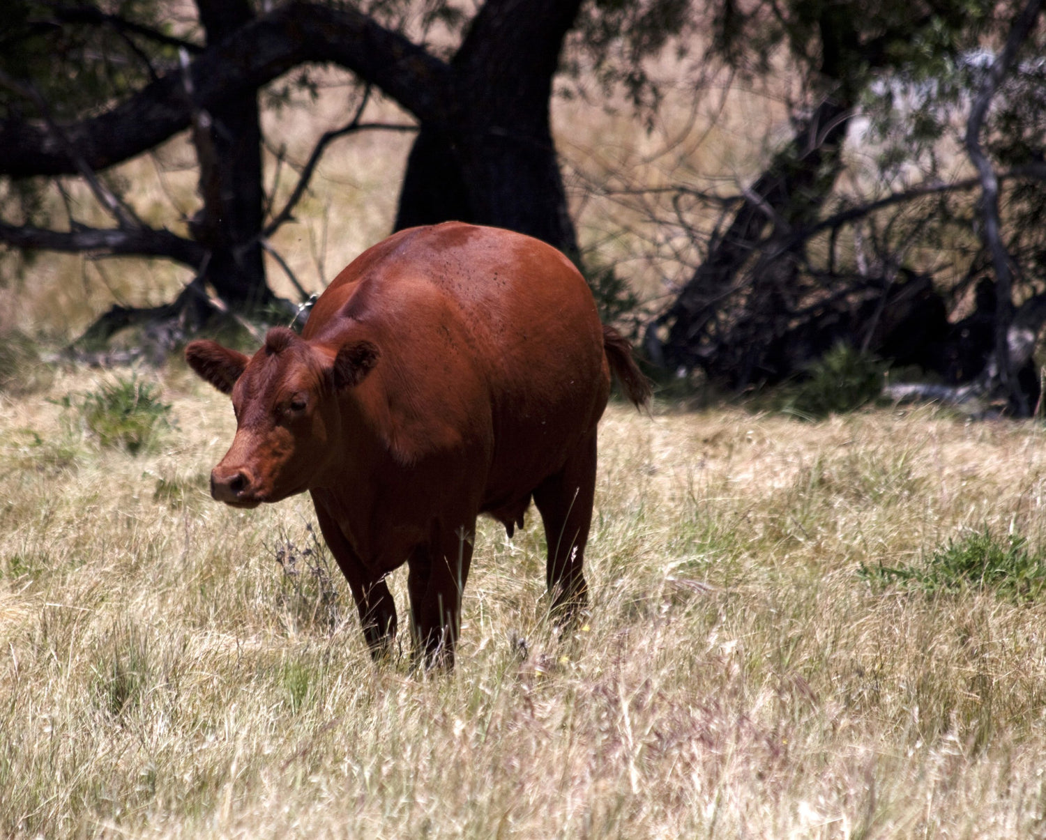 Cattle