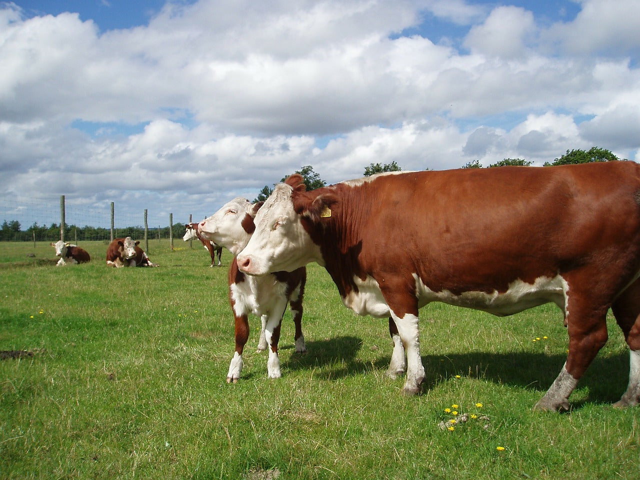 Cattle