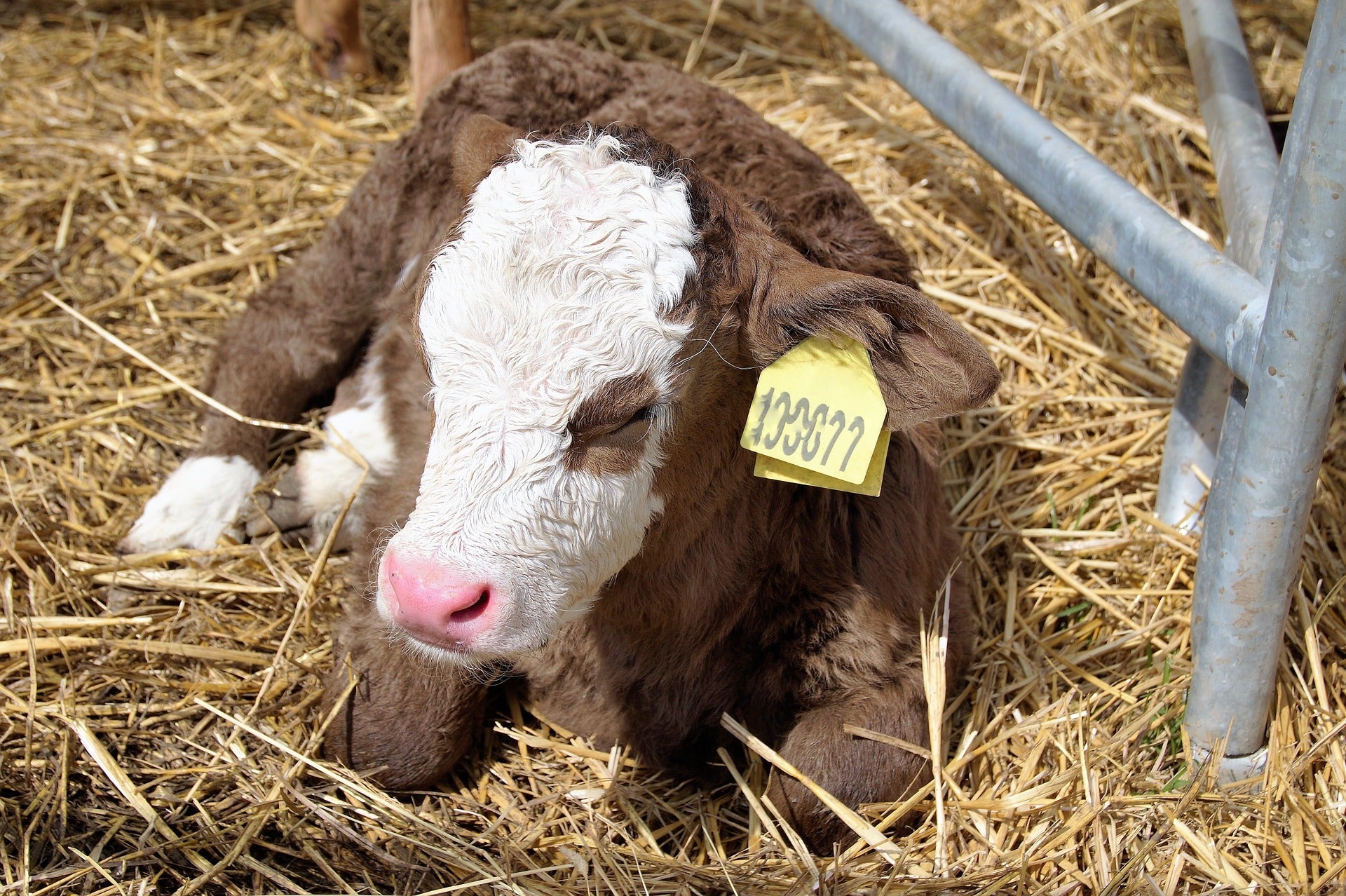 Recognizing Non-Infectious Calf Scours and Scours Symptoms – Pro Earth ...