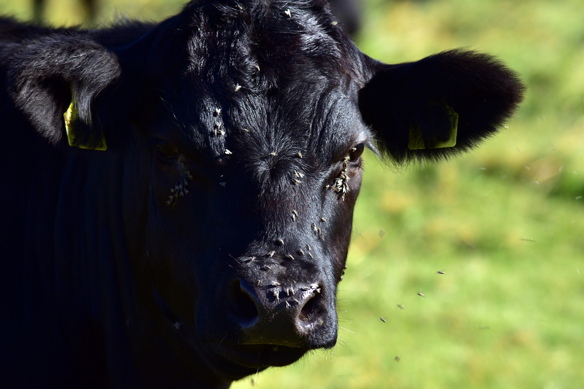 Cattle