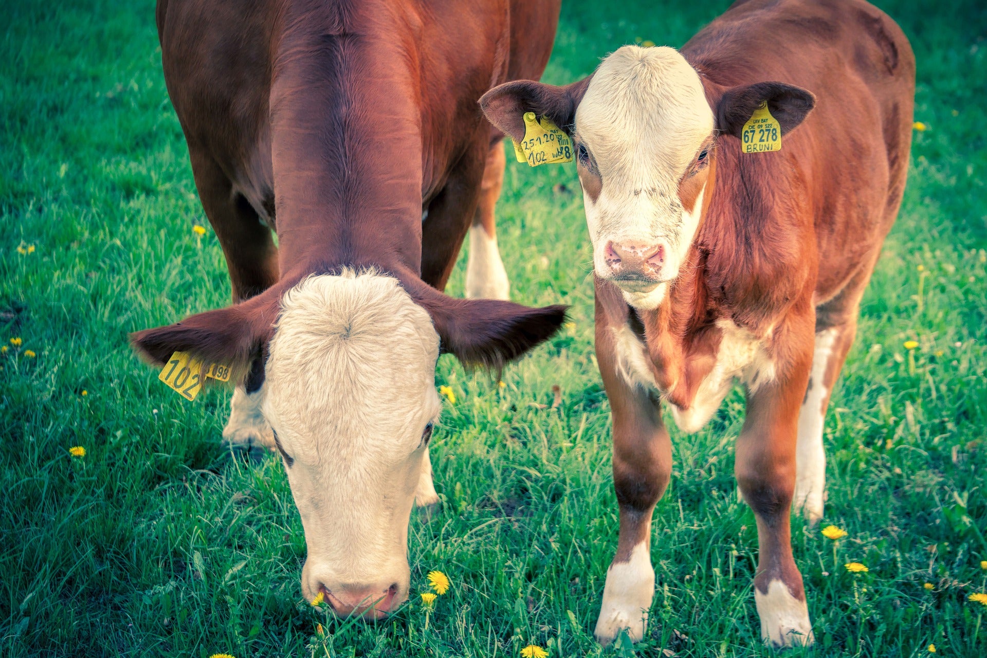 Cattle