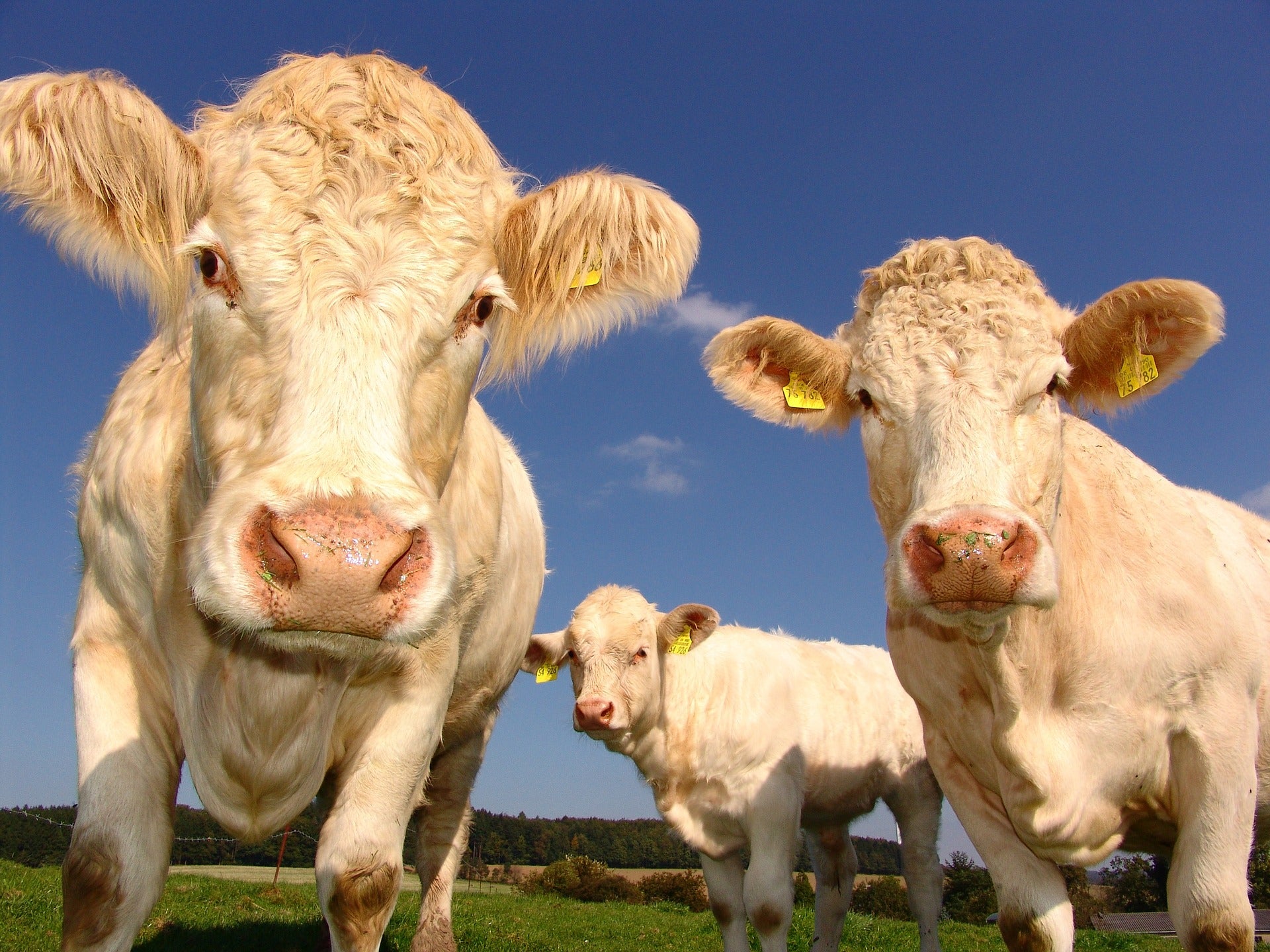 Cows Trio