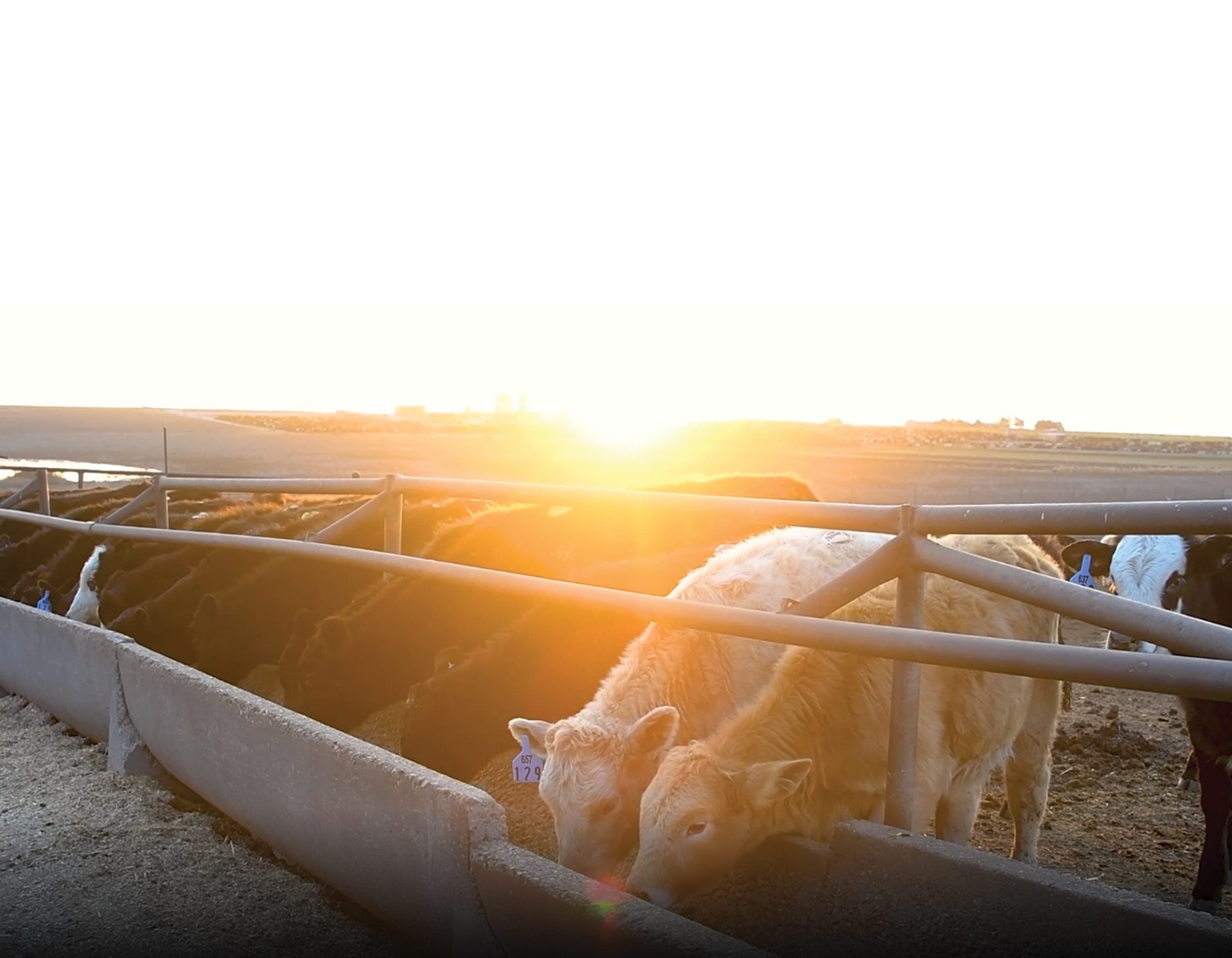 Feedlot