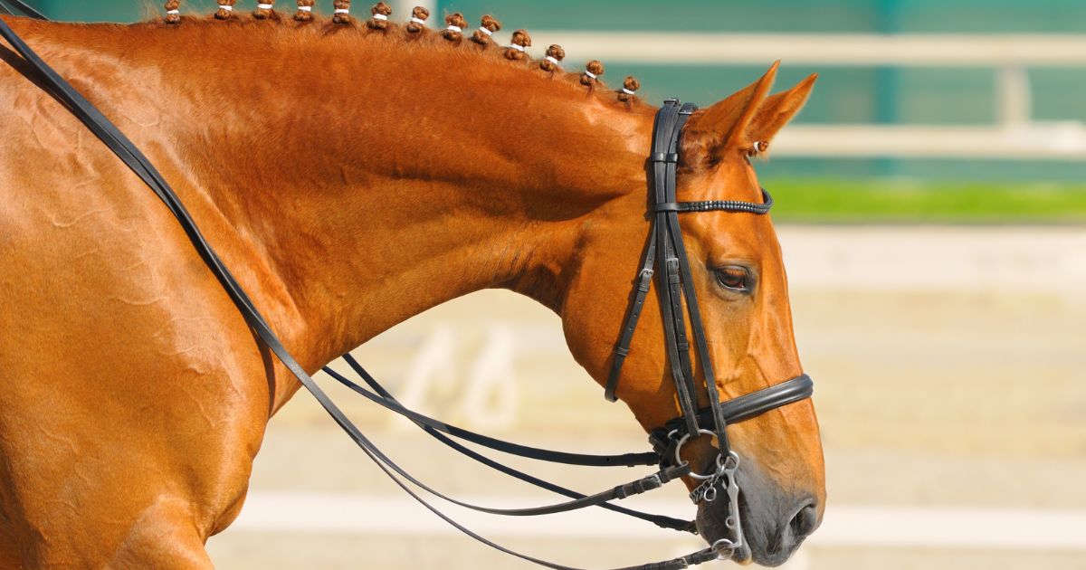 How to Reduce Stress Before, During, & After Your Horse’s Performance