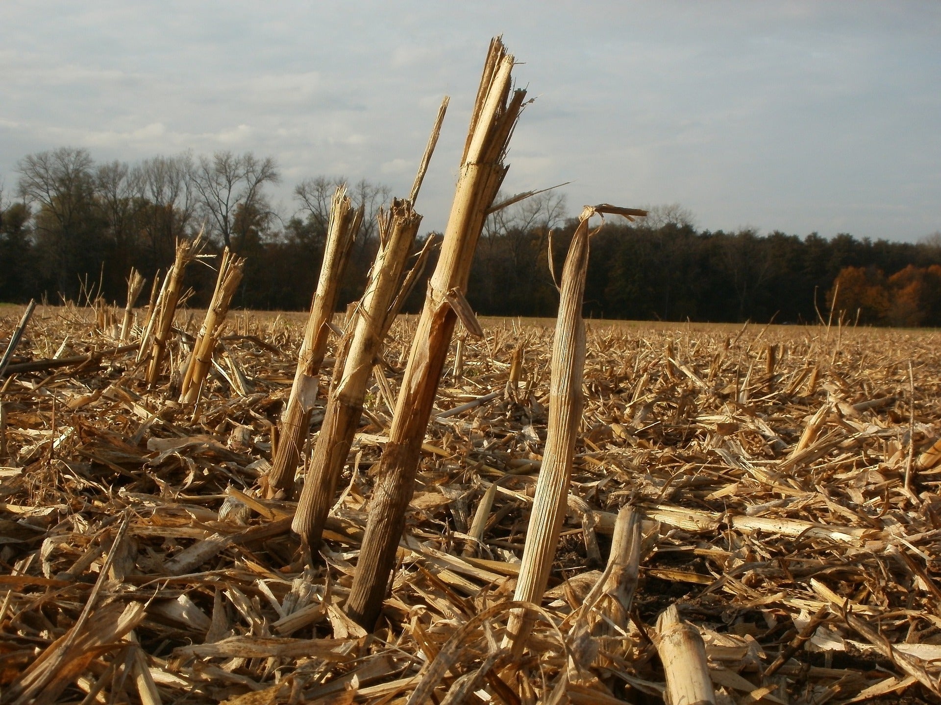 Harvest