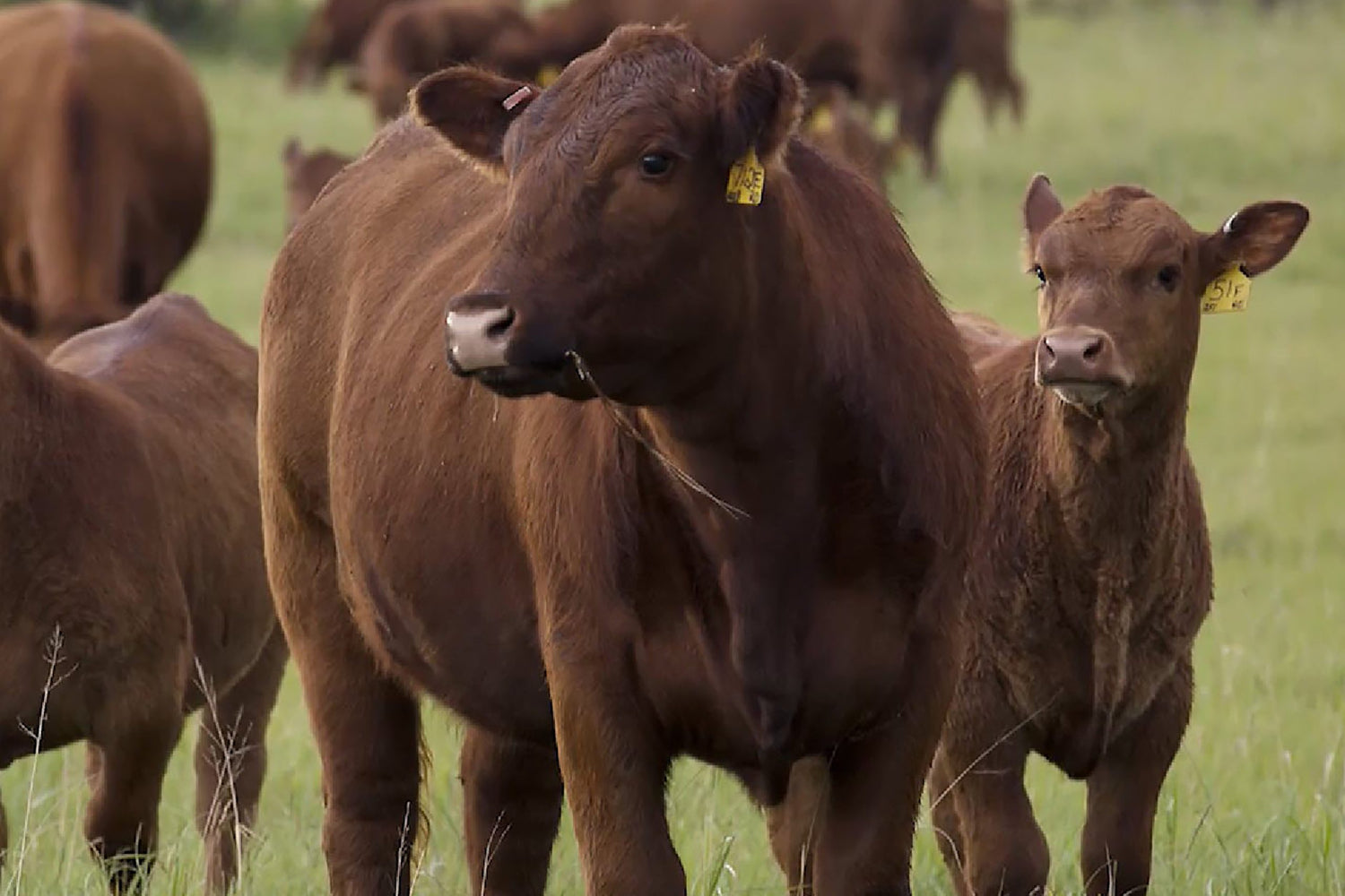 Lodoen Cow-Calf
