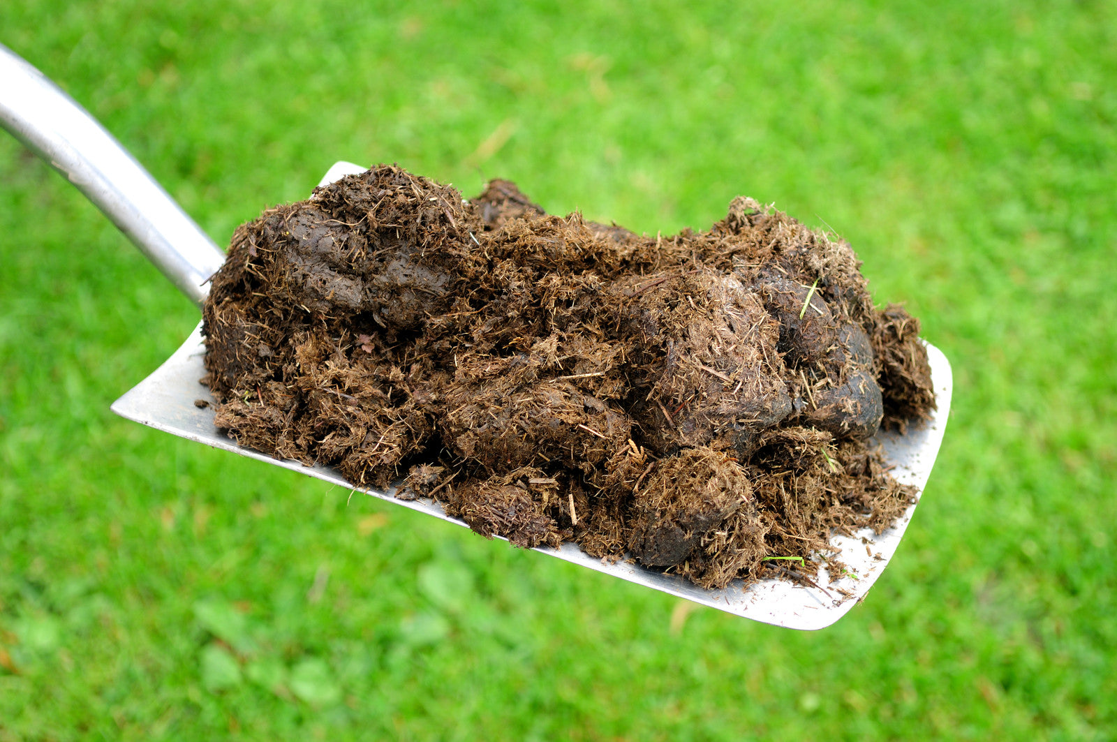 Manure