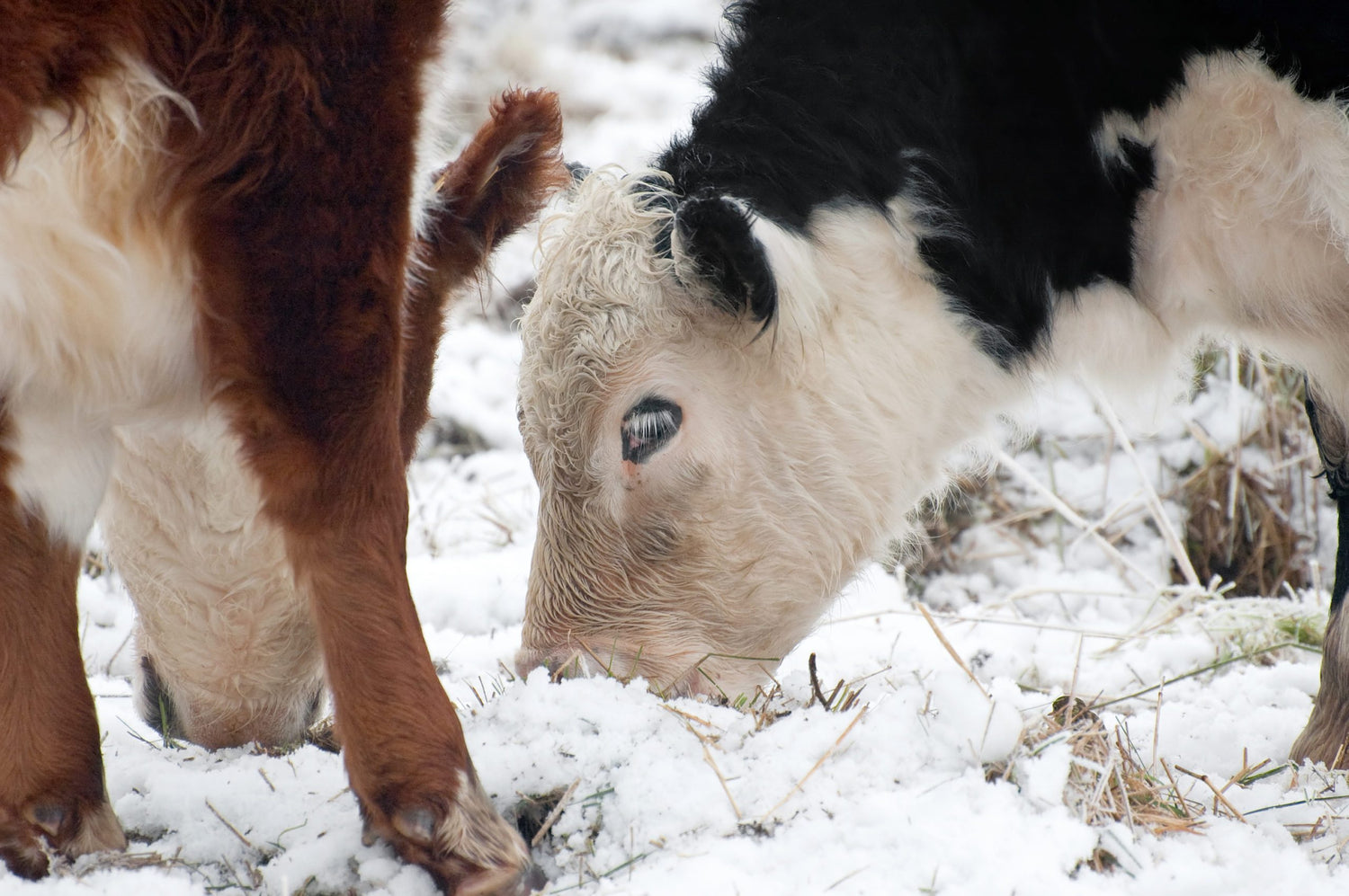 Cattle