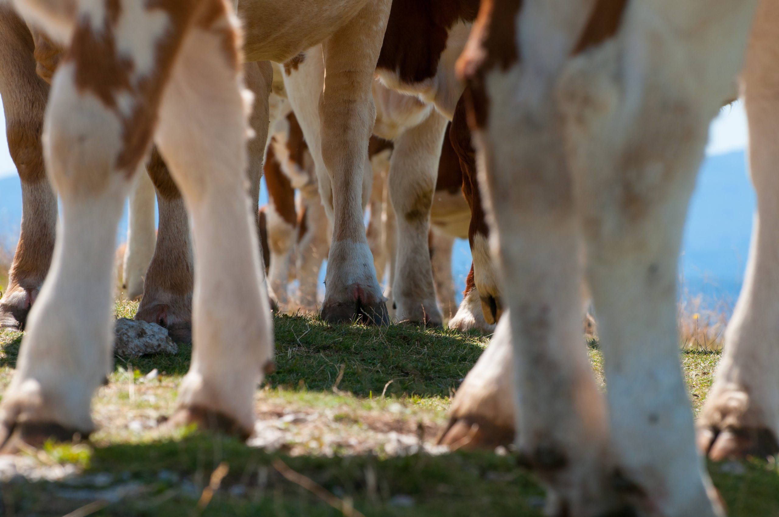 Cattle
