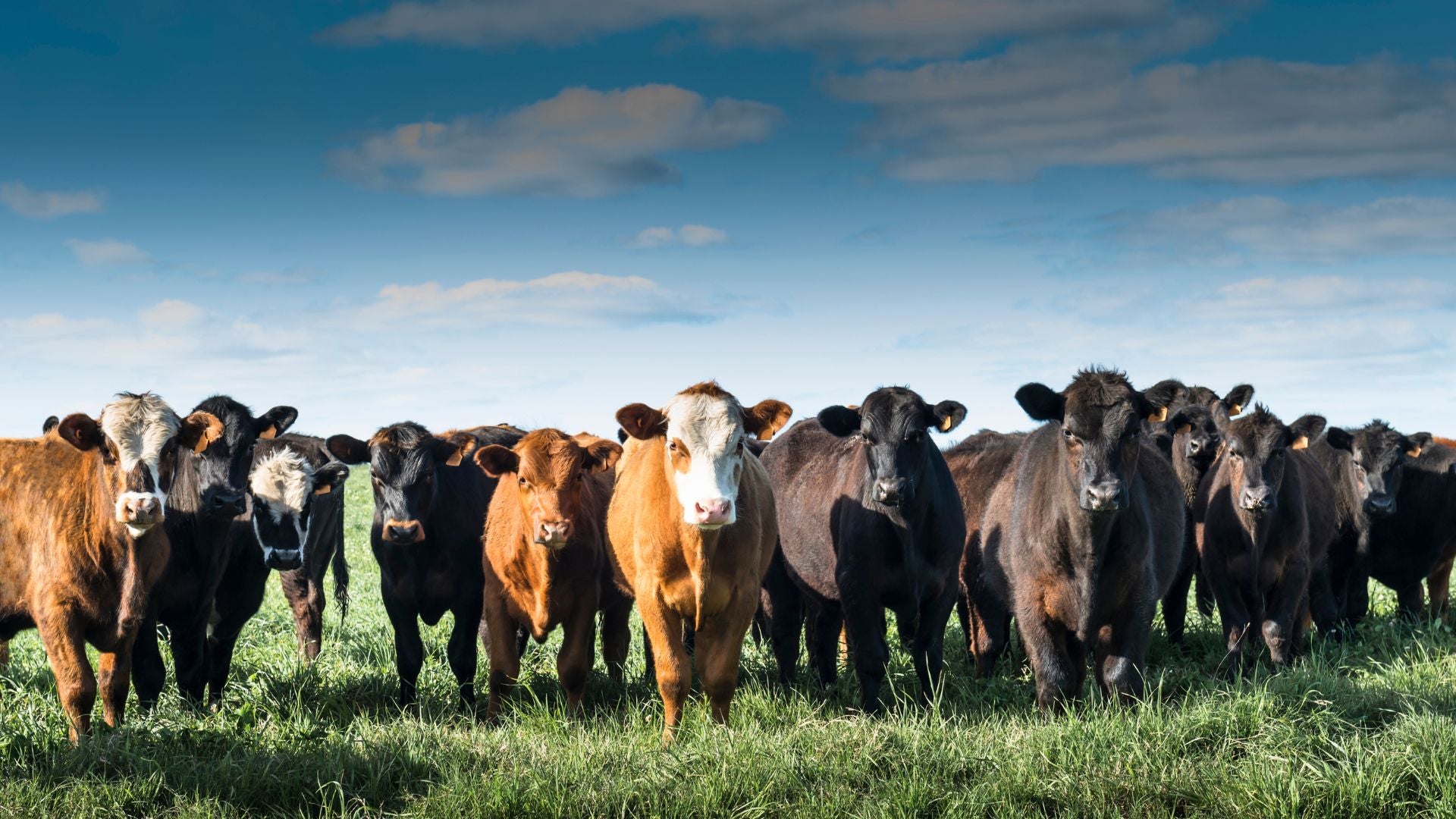 Tiere und ihre Nahrung ペーターピール Pro Earth Animal Health – Pro Earth Animal Health, Inc.