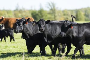 Black Angus | Pro Earth Animal Health