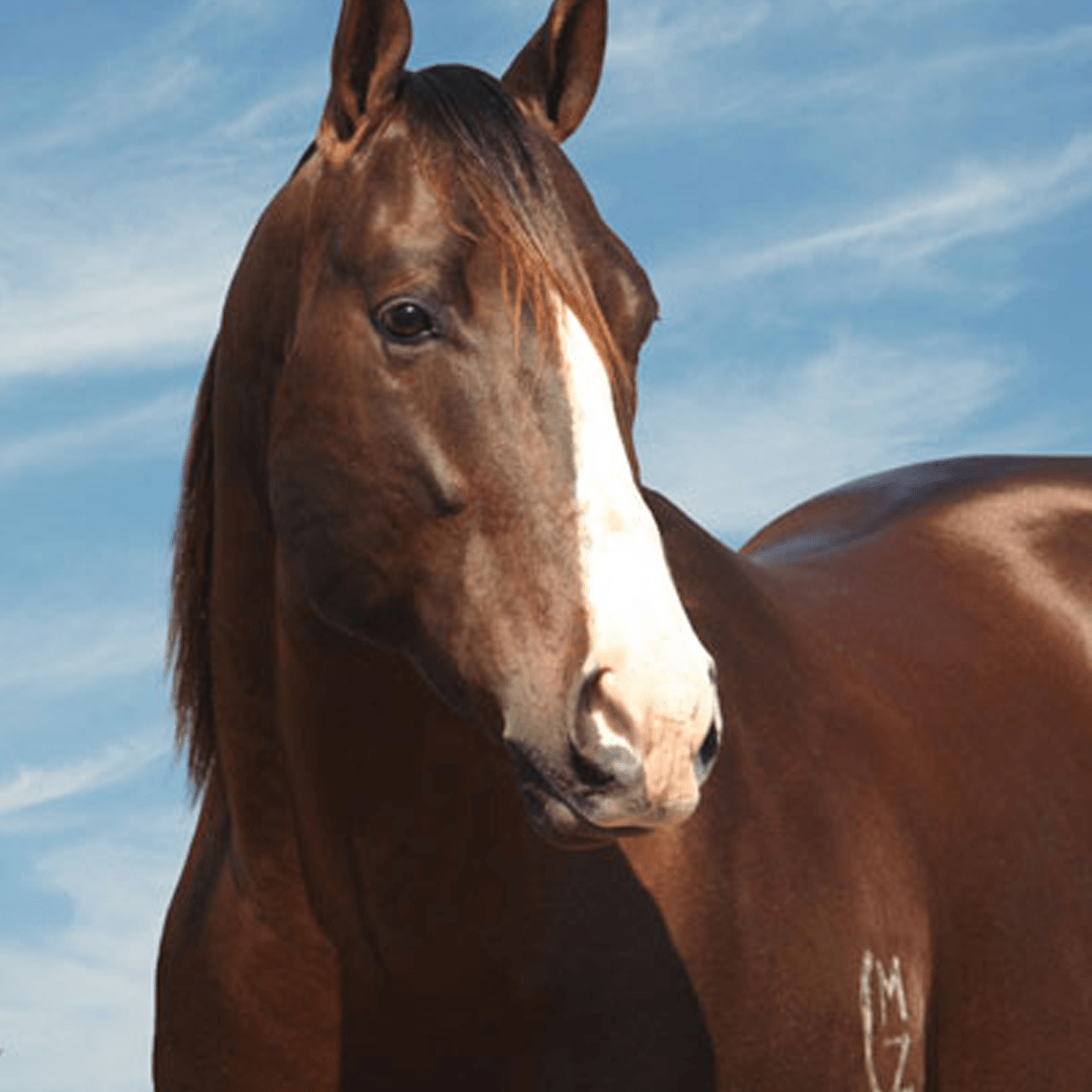 Breeding Horse | Pro Earth Animal Health