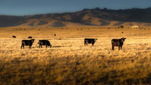 Cattle Grazing | Pro Earth Animal Health