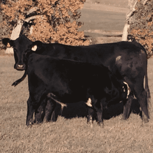Calf | Pro Earth Animal Health