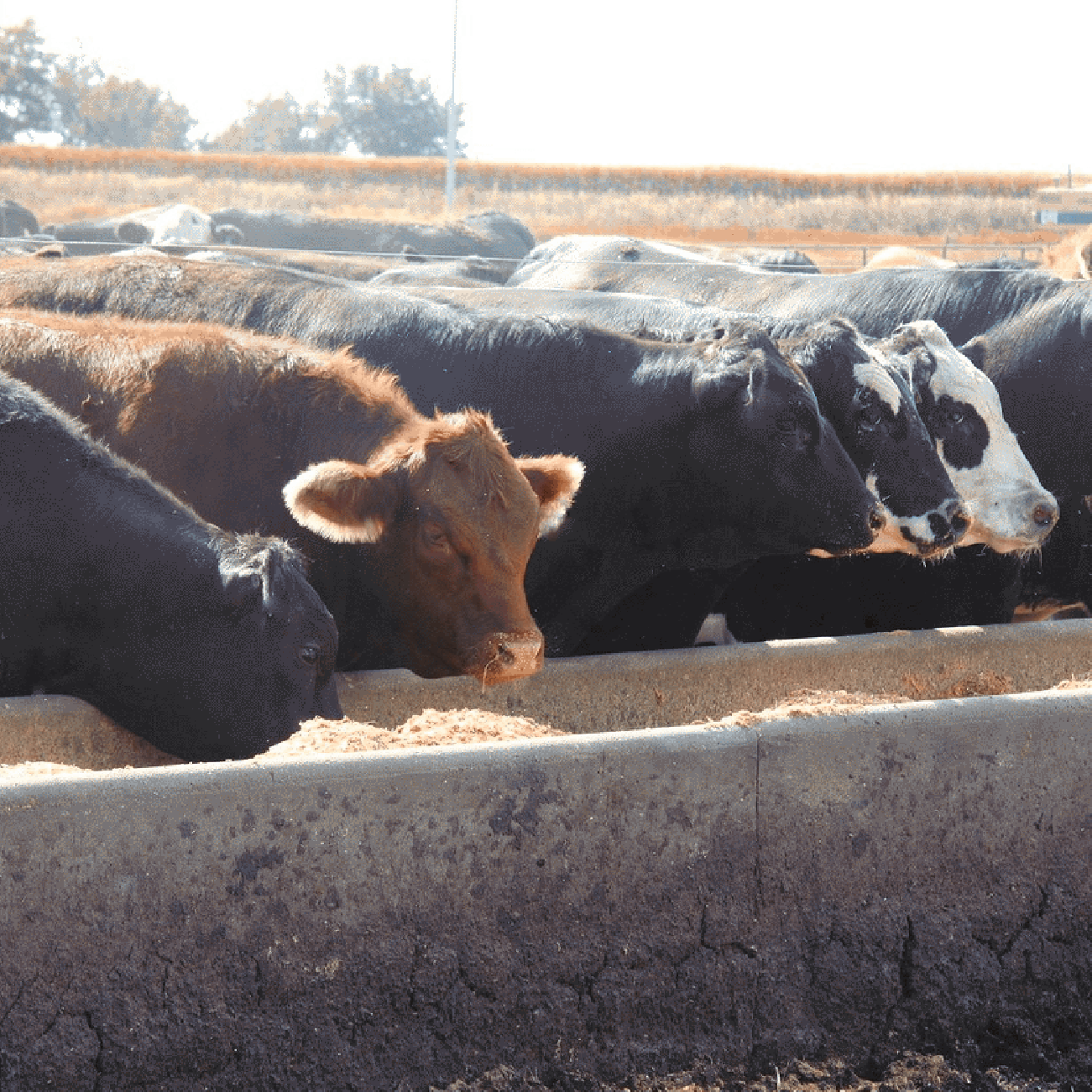 Cows Bunk | Pro Earth Animal Health