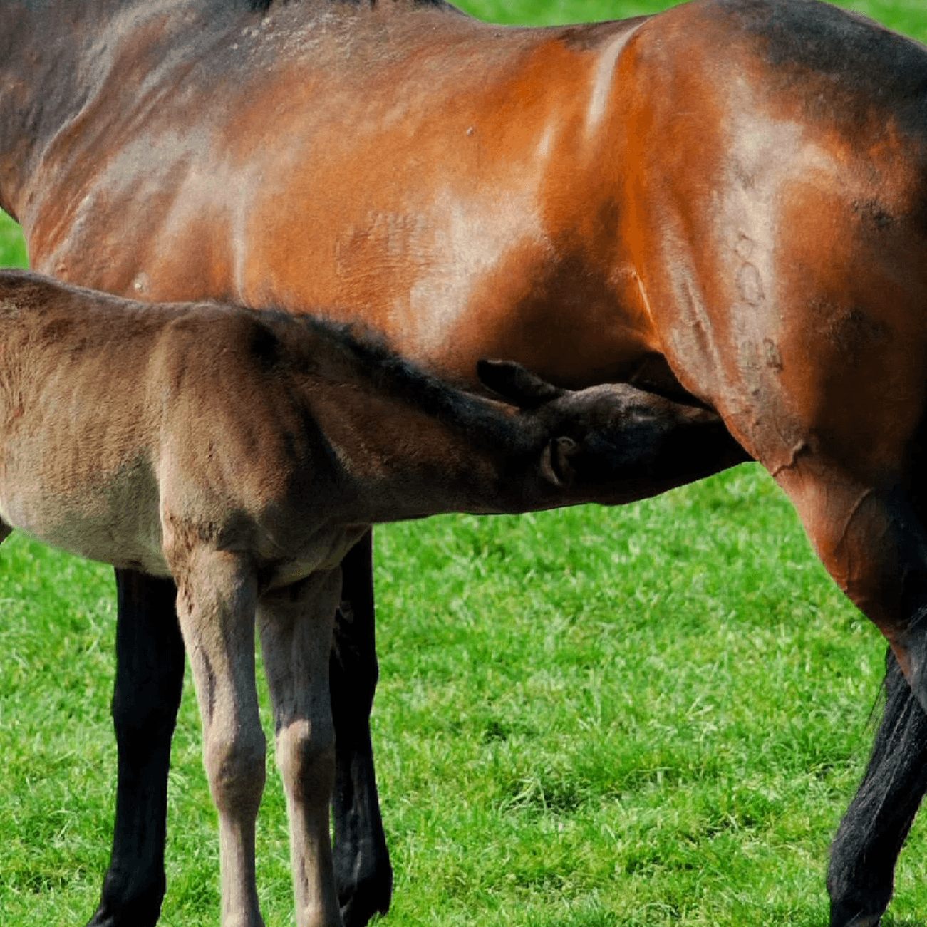 Foaling Horse | Pro Earth Animal Health