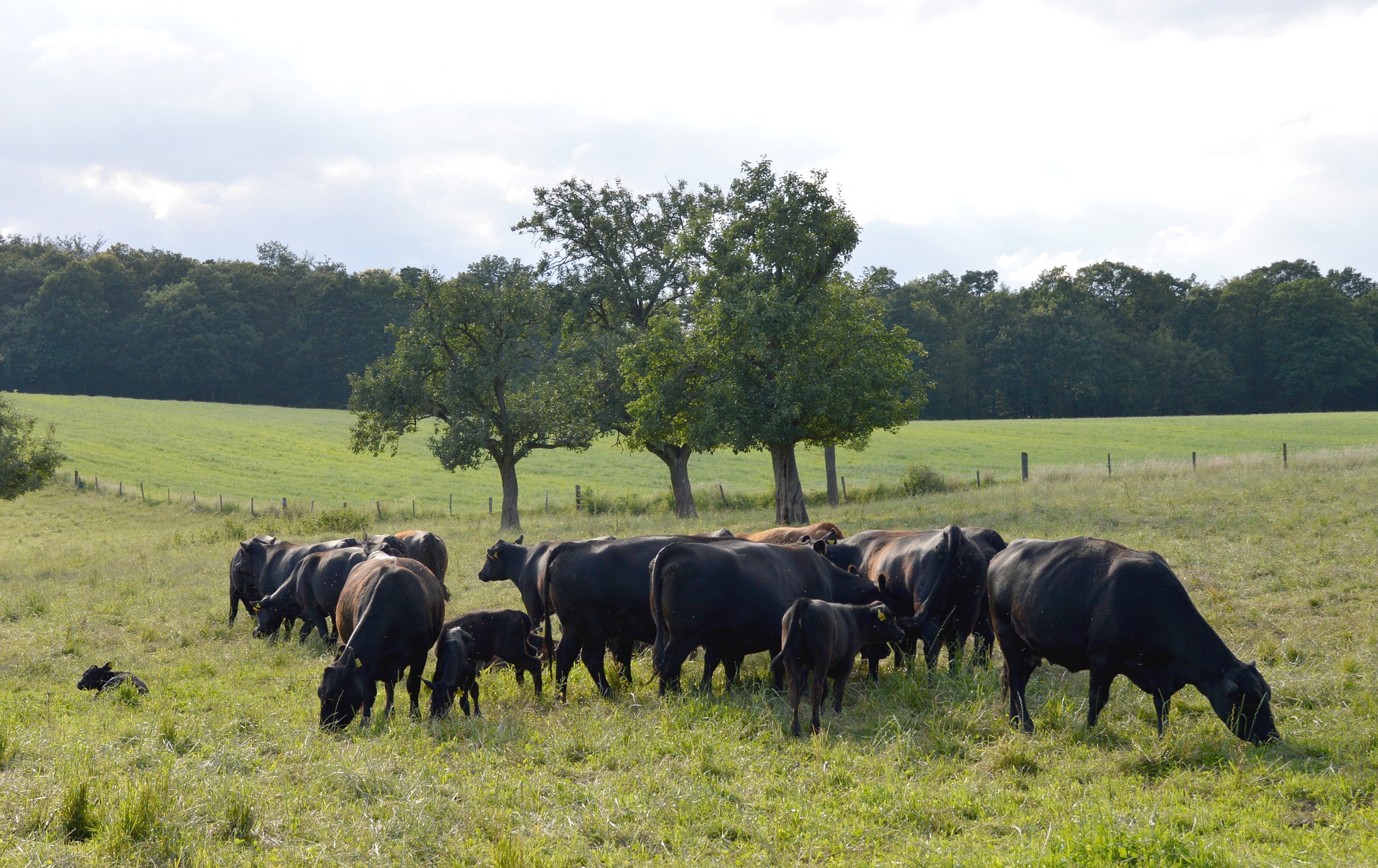Angus Herd | Pro Earth Animal Health