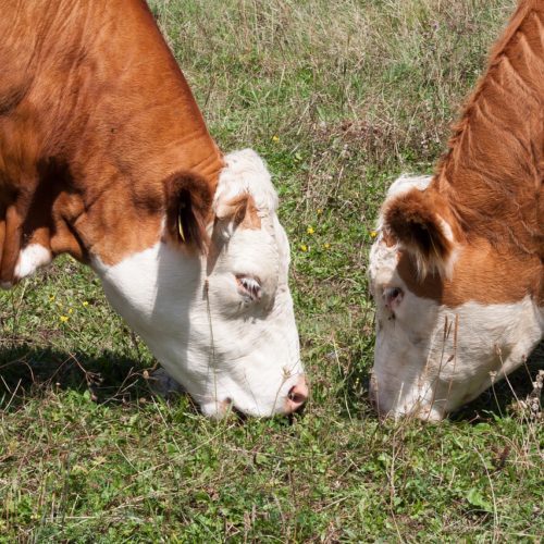 Beef | Pro Earth Animal Health