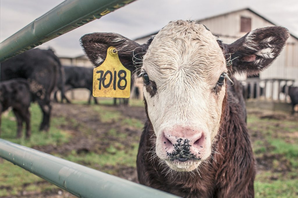 Calf | Pro Earth Animal Health