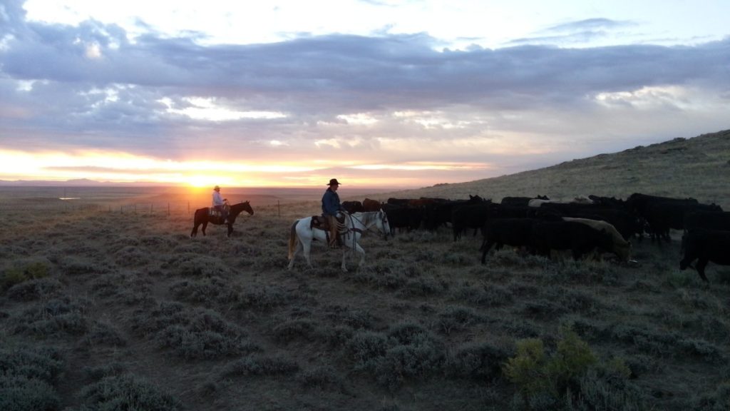 Cowboys | Pro Earth Animal Health