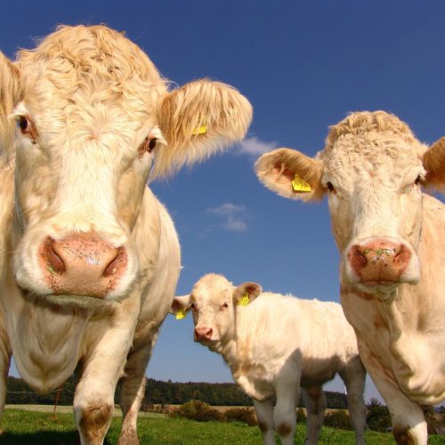 Cows Trio | Pro Earth Animal Health