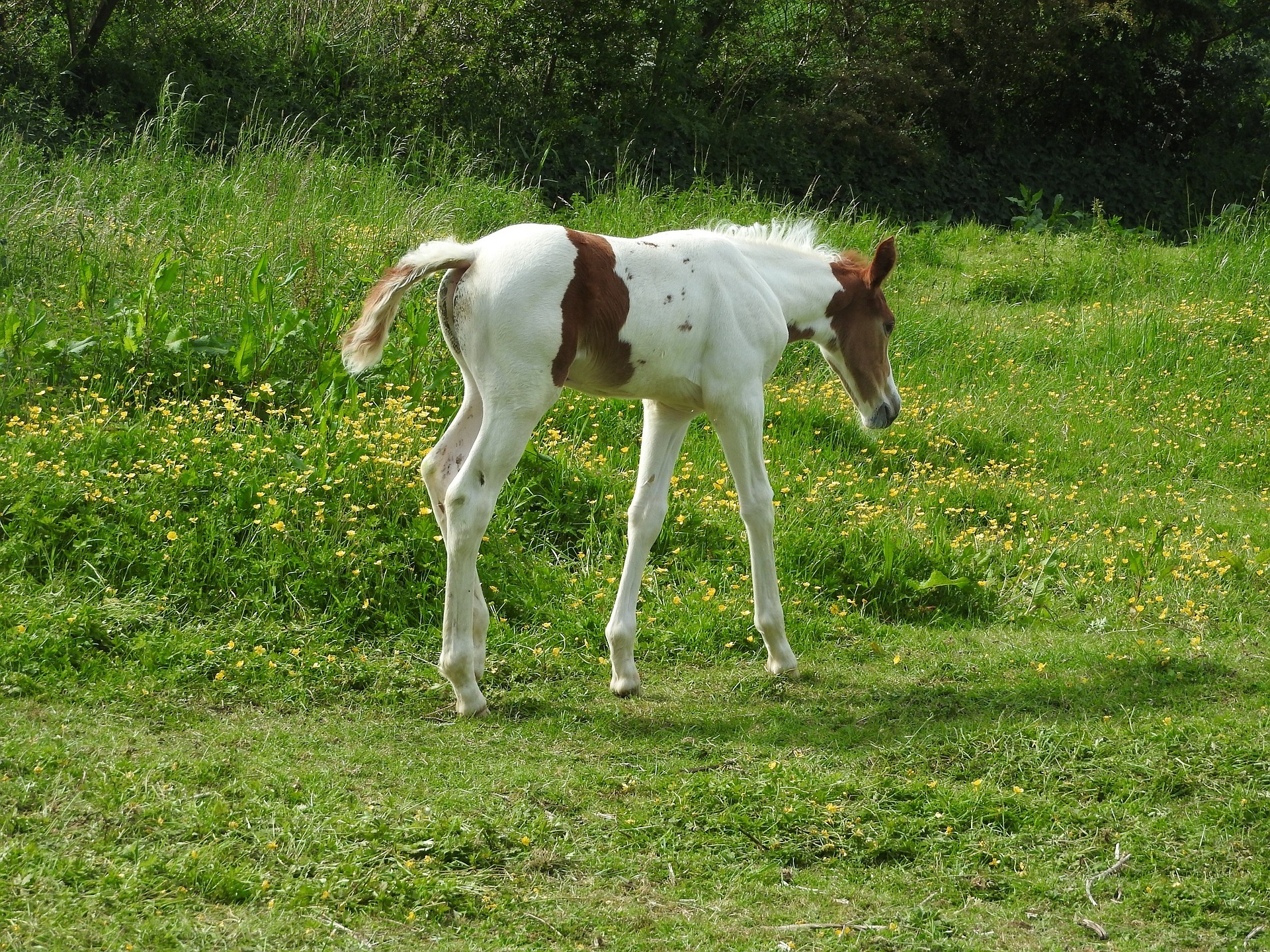 Foal | Pro Earth Animal Health