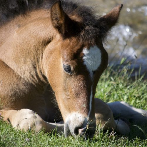 Horse | Pro Earth Animal Health