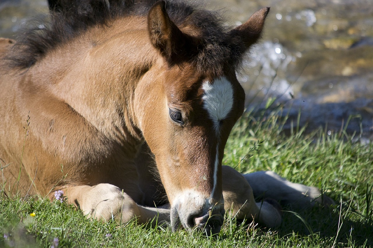 Horse | Pro Earth Animal Health