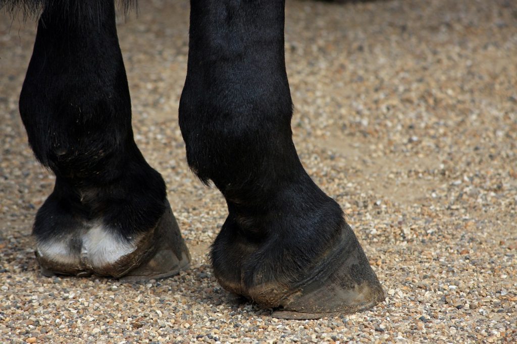 Horse Hooves | Pro Earth Animal Health