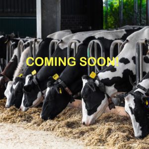 Cows | Pro Earth Animal Health