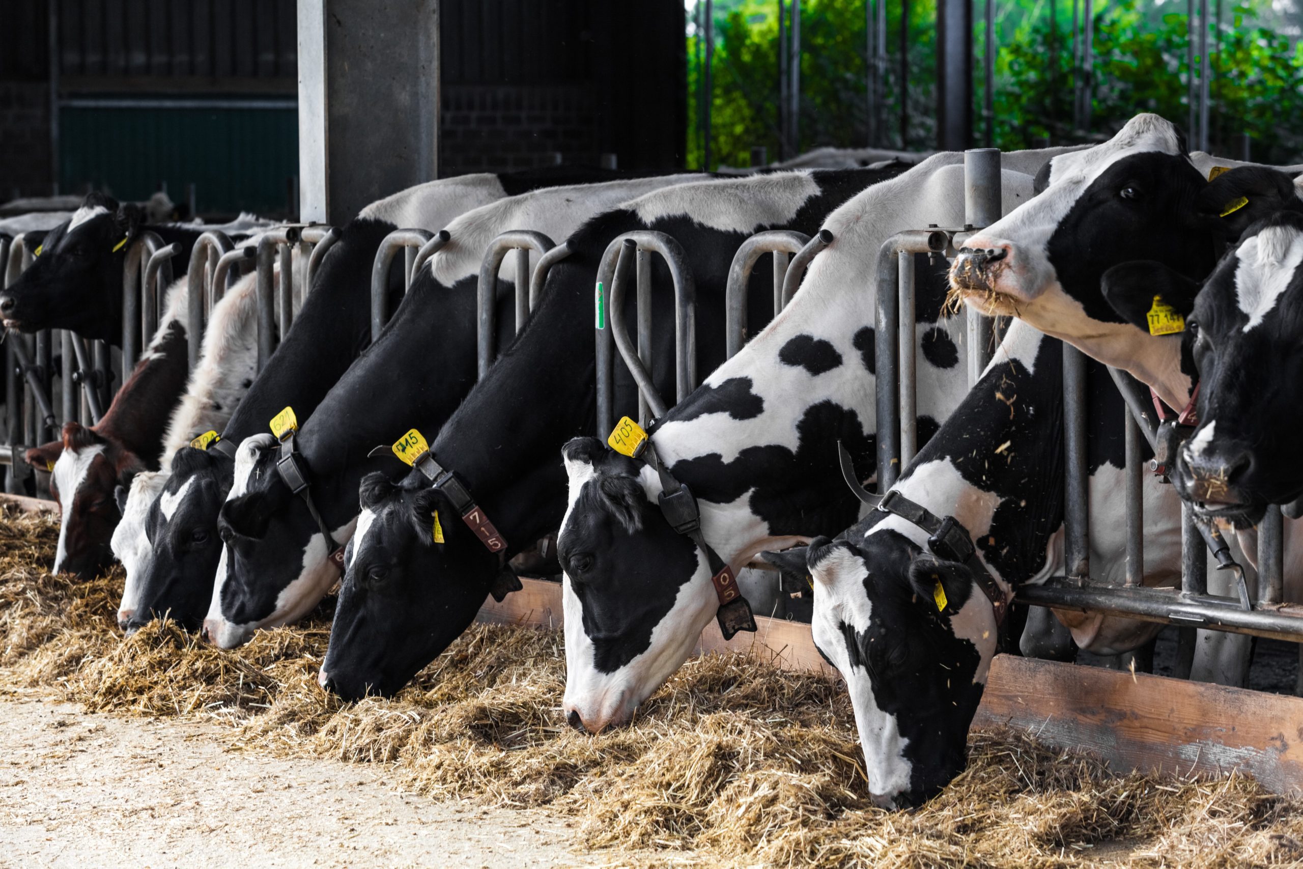 Cows | Pro Earth Animal Health