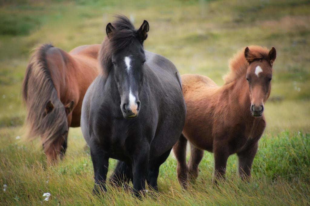 Horses | Pro Earth Animal Health