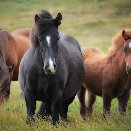 Horses | Pro Earth Animal Health