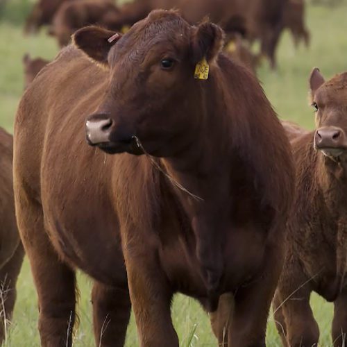 Lodoen Cow-Calf | Pro Earth Animal Health