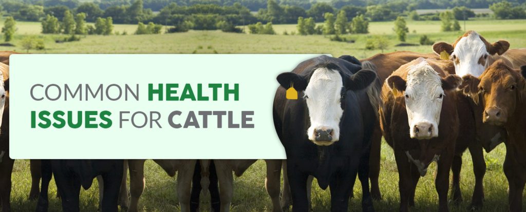 Common Health Issues for Cattle