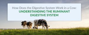 How does the digestive system work in a cow: understanding the ruminant digestive system